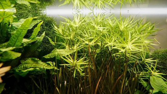 Heteranthera zosterifolia 23.01.2026.webp Heteranthera zosterifolia 23.01.2026.webp