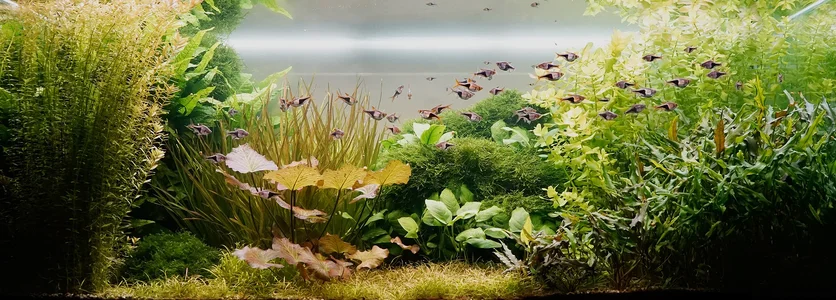 Aquarium 25.01.2026.webp Aquarium 25.01.2026.webp