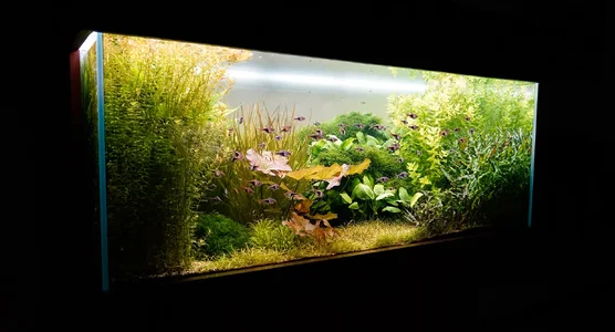 Aquarium 27.01.2026.webp Aquarium 27.01.2026.webp