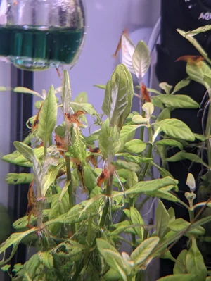 rugosa.webp rugosa.webp