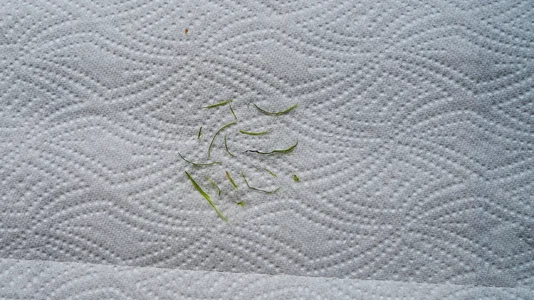 Helanthium tenellum Blätter abgefressen  01.02.2026.webp