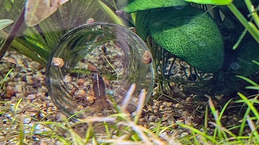 Schnecken fangen 06.02.2026-3.webp