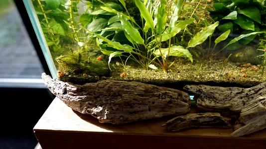 Testaquarium-Schnecken 09.02.2026.webp