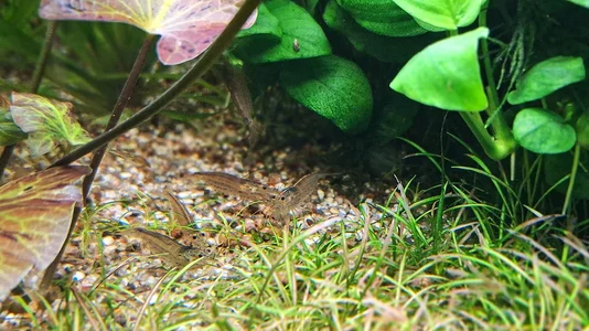 Amano-Garnelen 01.02.2026.webp