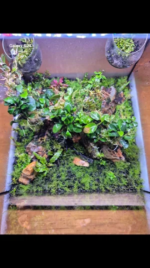 Bonsai Scape.webp