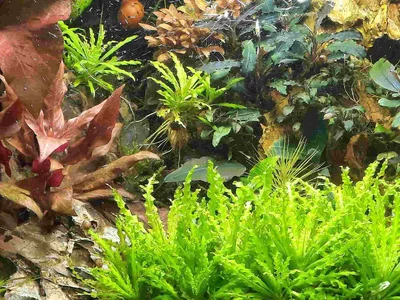 asignal-2026-02-15-Pogostemon helferi 60er Kurztag.webp