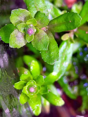 signal-2026-02-15-Wabi Sabi 1 Pogostemon helferi buds.webp