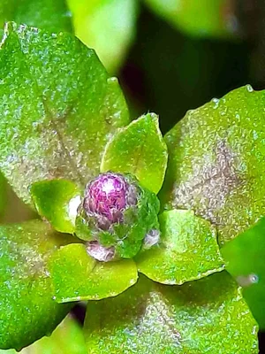 signal-2026-02-16-Pgostemon helferi bud Wabi Sabi 1.webp