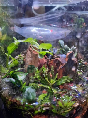 signal-2026-01-24-Wabo Sabi Pogo helfeeri Kurztag.webp