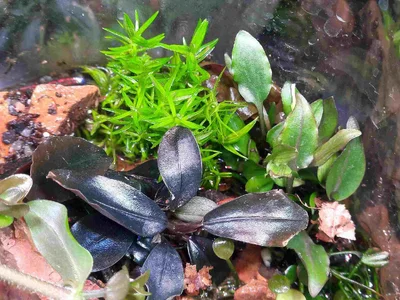 signal-2026-02-16-Wabi Sabi emers off topic.webp