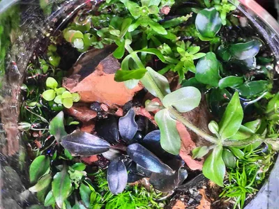 signal-2026-02-09-Wabi Sabi emers.webp