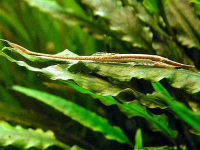 Farlowella acus- 2014.webp Farlowella acus- 2014.webp