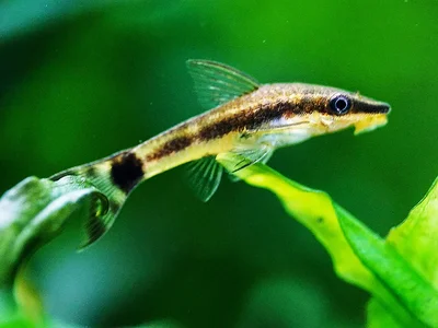 Otocinclus affinis-2025.webp Otocinclus affinis-2025.webp