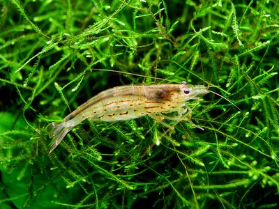 Amanogarnele 2019.webp