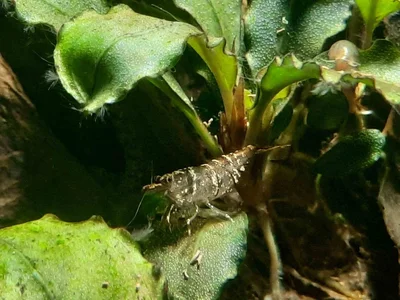 2026-02-19-Caridina pareparensis.webp