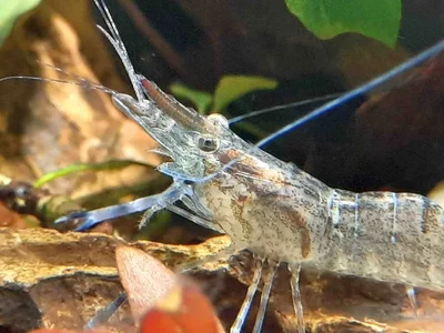 2026-02-19-Macrobrachium dayanum 1.webp