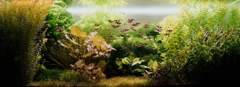 Aquarium 14.02.2026.webp Aquarium 14.02.2026.webp