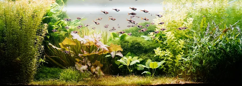 Aquarium 21.02.2026.webp Aquarium 21.02.2026.webp