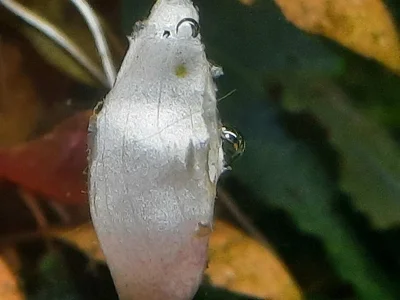 2026-02-27-Buce Knospe 3.webp 2026-02-27-Buce Knospe 3.webp