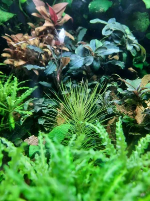 2026-02-27-Bucepjalandra Pogostemon Alternanthera.webp 2026-02-27-Bucepjalandra Pogostemon Alternanthera.webp