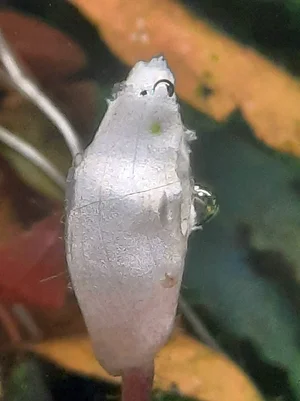 2026-02-27-1Buce Knospe.webp 2026-02-27-1Buce Knospe.webp