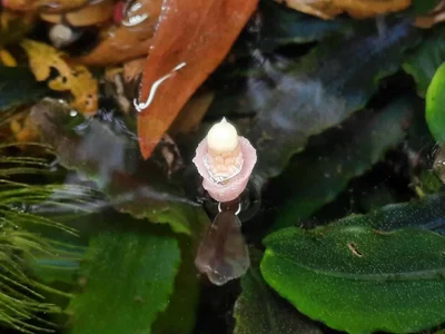 flow 2026-02-28-Buce Inflorescence.webp