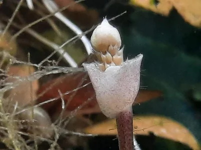 2026-03-01-17-50-16-698 buce inflorescence 2.webp 2026-03-01-17-50-16-698 buce inflorescence 2.webp