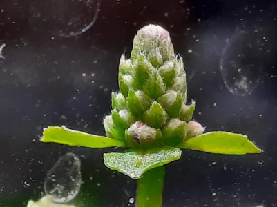 2026-03-01Pogostemon helferi Infloresecence.webp