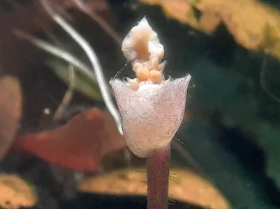 2026-03-02-Bucephalandra infloresecence third day after opening 1.webp
