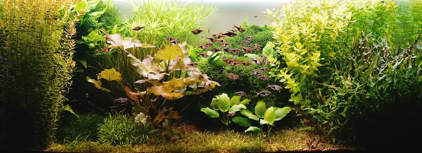 Aquarium 04.03.2026.webp Aquarium 04.03.2026.webp