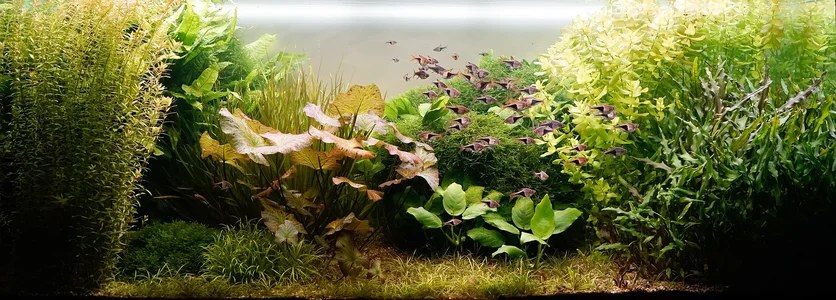 Aquarium 07.03.2026.webp Aquarium 07.03.2026.webp