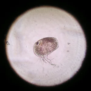 Muschelkrebs 19.06.2024.webp Muschelkrebs 19.06.2024.webp