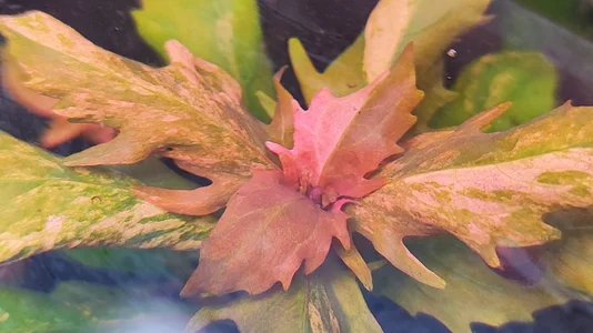 H.triflora PinkRotWeißGrün.webp