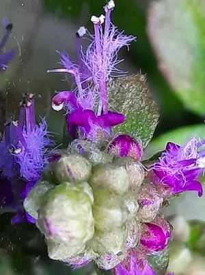 2026-03-18-Pogostemon helferi Inflorescence Flowers 2.webp