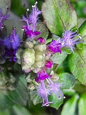 2026-03-18-Pogostemon helferi Inflorescence Flowers 1.webp