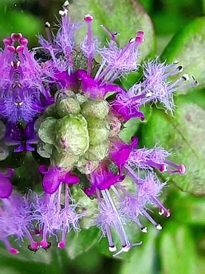 2026-03-19-Pogostemon helferi Inflorescence.webp