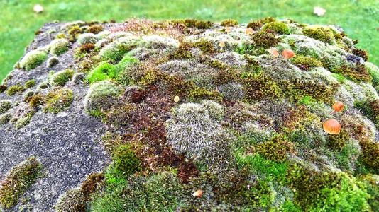 Zaunpfeiler- Deckplatte.webp