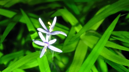 Heteranthera zosterifolia 20.03.2026.webp