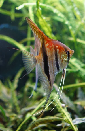 DSC01303 Ausschnitt.webp