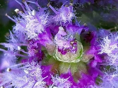 2026-03-31-Pogostemon helferi Inflorescence 2.webp 2026-03-31-Pogostemon helferi Inflorescence 2.webp