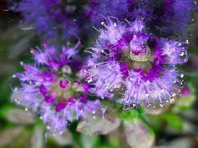 2026-03-31-Pogostemon helferi Infloresceces 2.webp 2026-03-31-Pogostemon helferi Infloresceces 2.webp