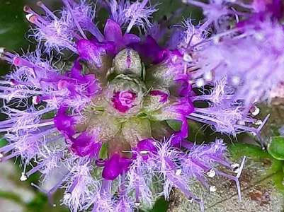 2026-03-31-Pogostemon helferi Inflorescence 1.webp 2026-03-31-Pogostemon helferi Inflorescence 1.webp