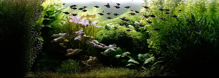 Aquarium 30.03.2026.webp