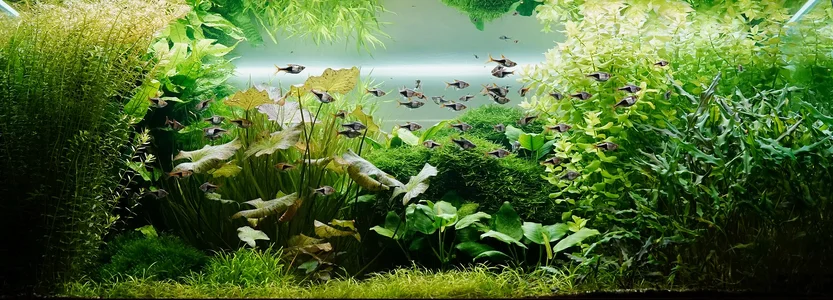 Aquarium 01.04.2026-1.webp