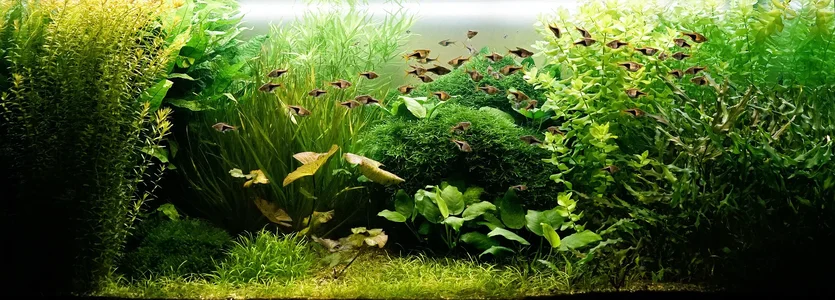 Aquarium 04.04.2026.webp