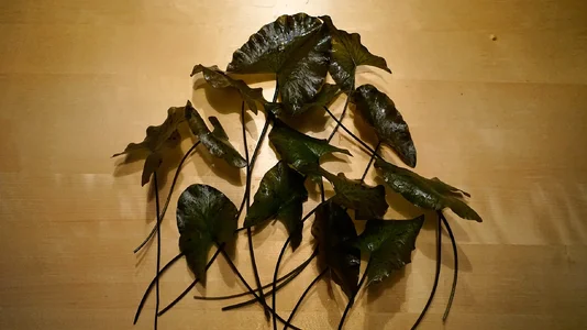 Nymphaea lotus 04.04.2026.webp