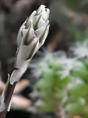 2026-04-12-Haworthia spec.webp