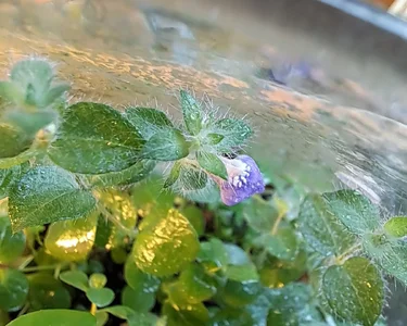 Hygrophila serpyllum.webp