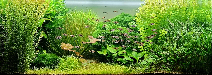 Aquarium 18.04.2026.webp