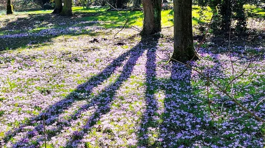 Krokusse 25.02.2026.webp